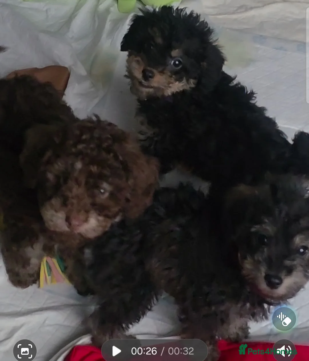 Jackapoo dogs for sale: Toy poodle 3/4 puppies  - Advert 2