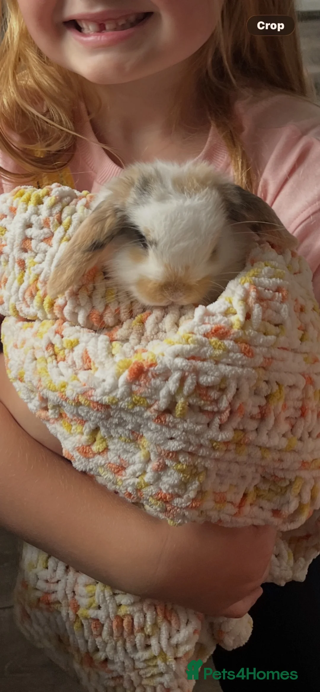 Mini Lop rabbits for sale: Mini lop babies  - Advert 2