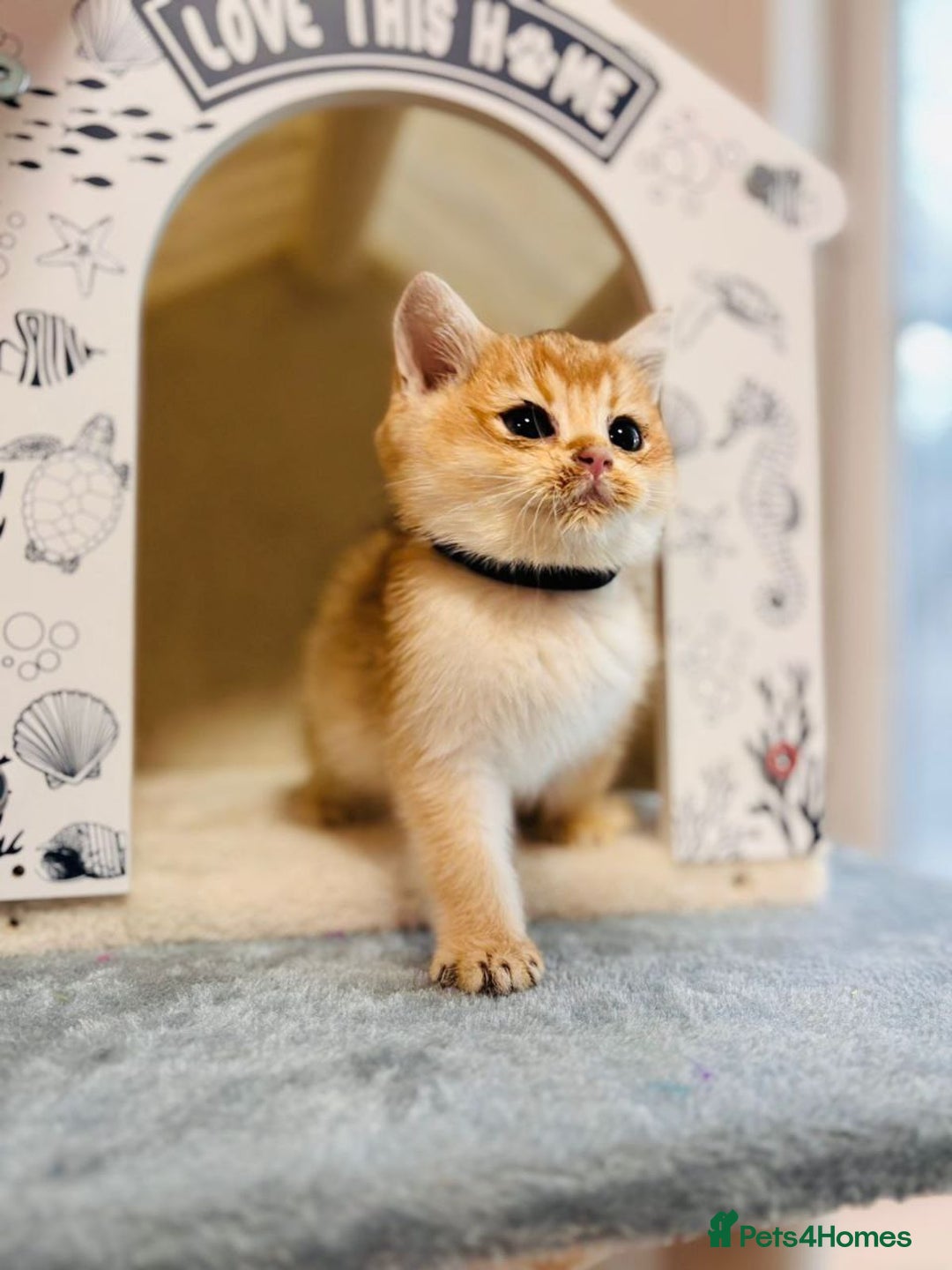 British Shorthair cats for sale: Charming British golden chinchillas - Advert 34