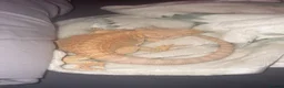 Bearded Dragon reptiles for sale: Bearded dragon for sale  in Liverpool - Advert 2