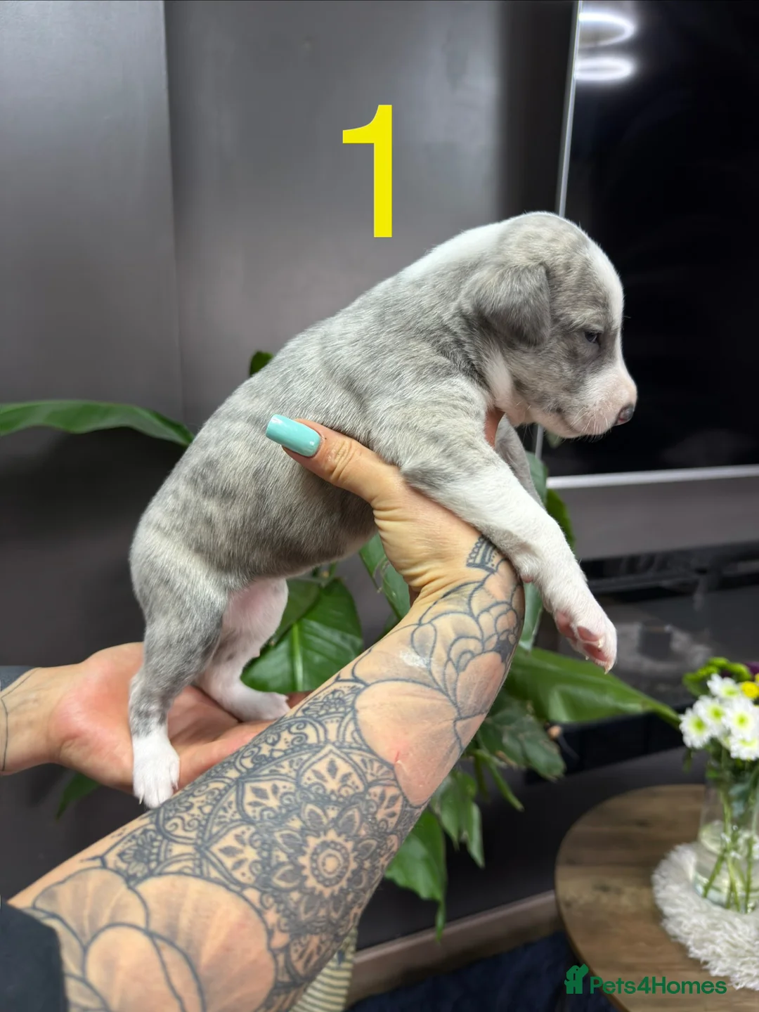 Whippet dogs for sale: Beautiful litter of 6 puppies - 4 girls and 2 boys in Derby - Advert 2