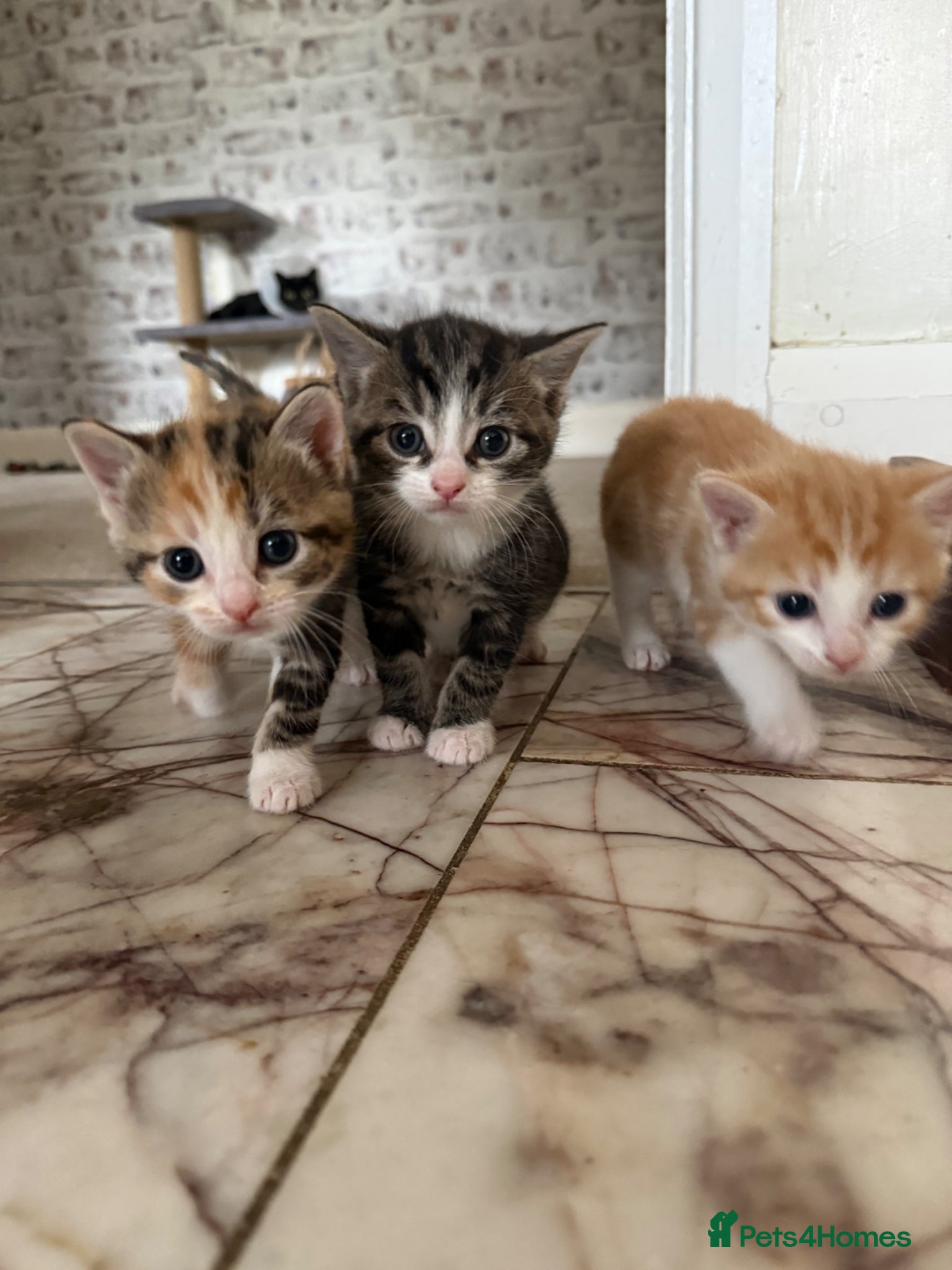 Mixed Breed cats for sale: 3 little adorable kittens - Advert 7