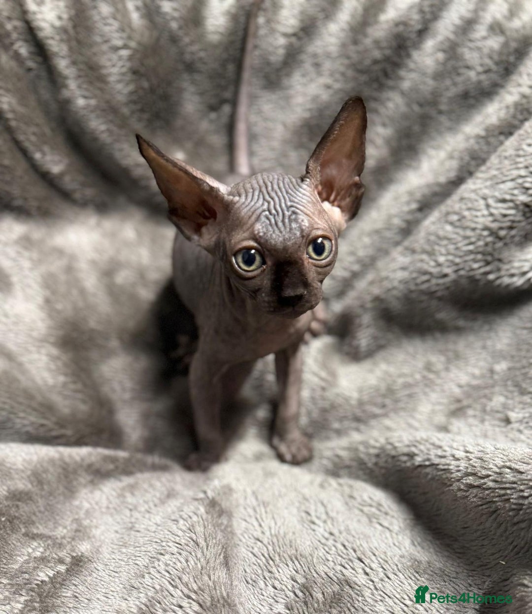 Sphynx cats for sale: TICA Reg Sphynx Kittens, Extensive Genetic Testing - Image 7