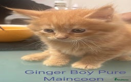Maine Coon cats for sale: Maincoon Kitten For Sale - Image 10