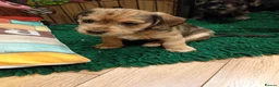Mixed Breed dogs for sale: Miniature schnoxies  - Advert 20