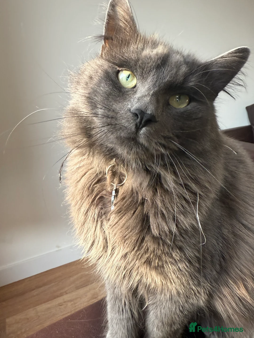 Nebelung cats for sale: Meet Prinze - Advert 12