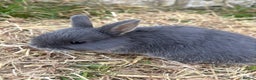 Netherland Dwarf rabbits for sale: Sweet Blue Otter Netherland dwarf boy bunny - Advert 3