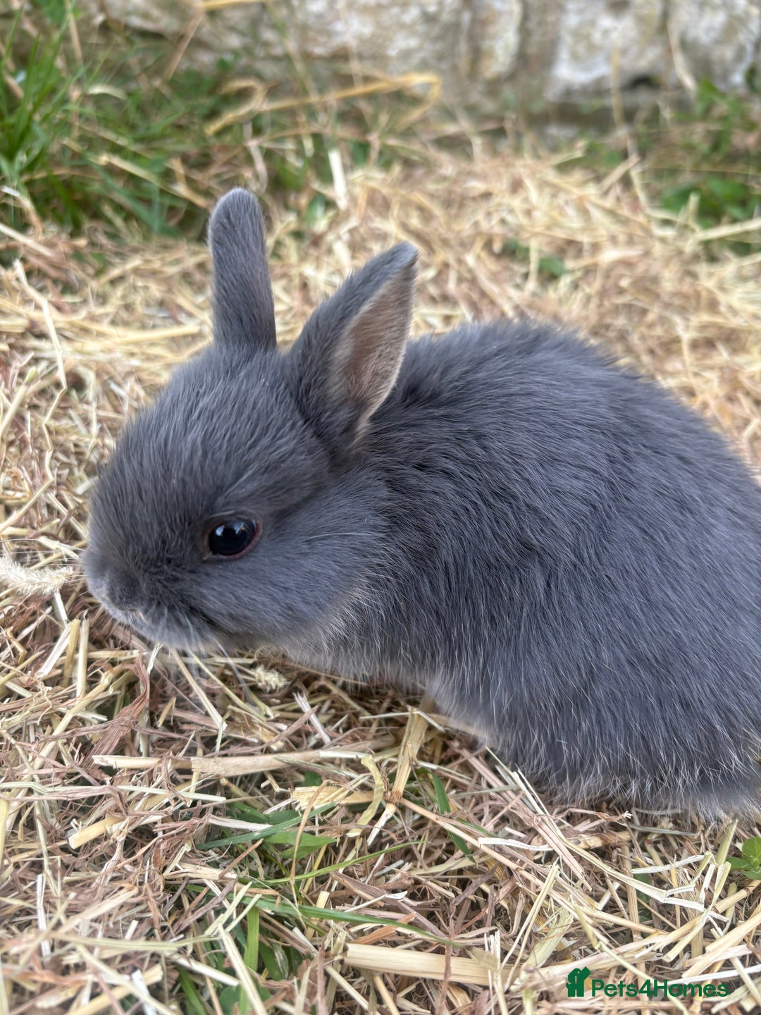 Netherland Dwarf rabbits for sale: Sweet Blue Otter Netherland dwarf boy bunny - Advert 3