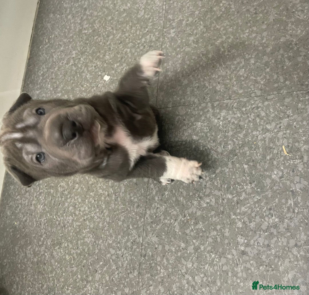 Shar Pei dogs for sale: Shar pei - Image 6