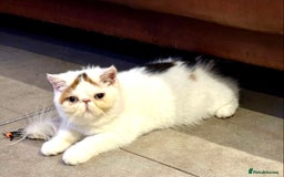 Persian cats for stud: GCCF Active Persian GingerRed cream Garfield stud  in Gerrards Cross - Image 13