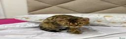 Bengal cats for sale: Beautiful purebred bengal cat Half Champion🐆 - Advert 6