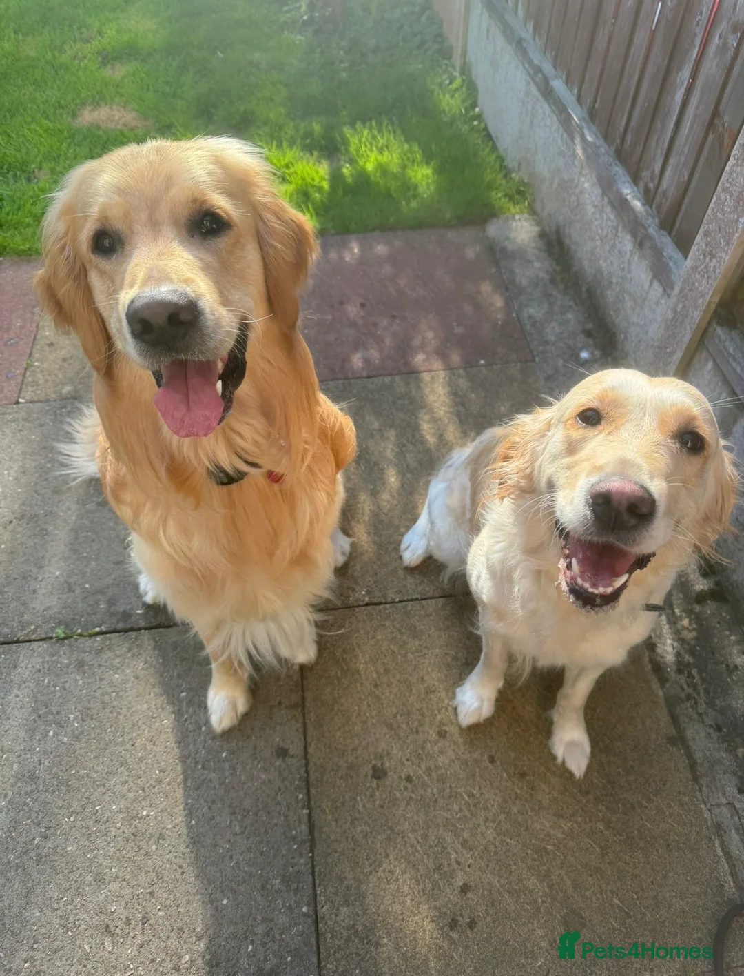 Golden Retriever dogs for sale: Beautiful Golden Retriever puppies ✨ in Derby - Advert 22