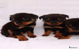 Rottweiler dogs for sale: Rottweiler puppy  - Image 10