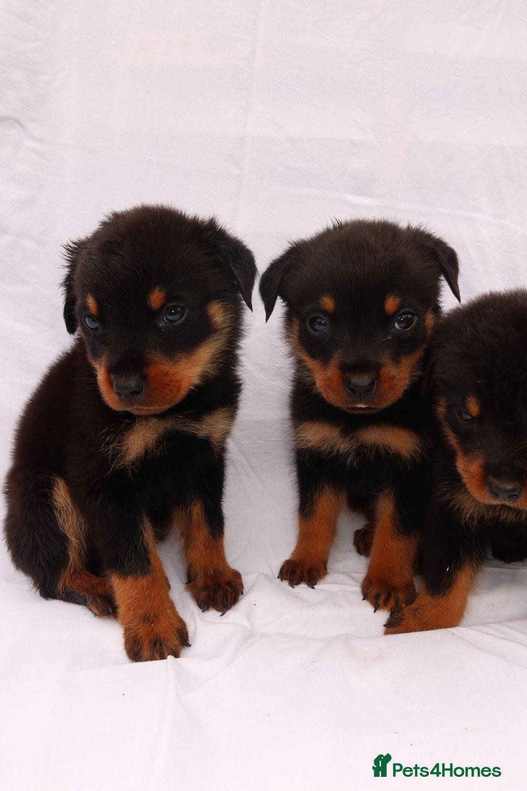Rottweiler dogs for sale: Rottweiler puppy  - Image 10