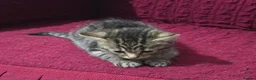 Bengal cats for sale: Last bengal mix kitten left  - Advert 8