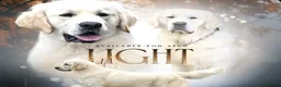 Goldador dogs for sale: Labrador Retriver fci champion golden retriever - Advert 31