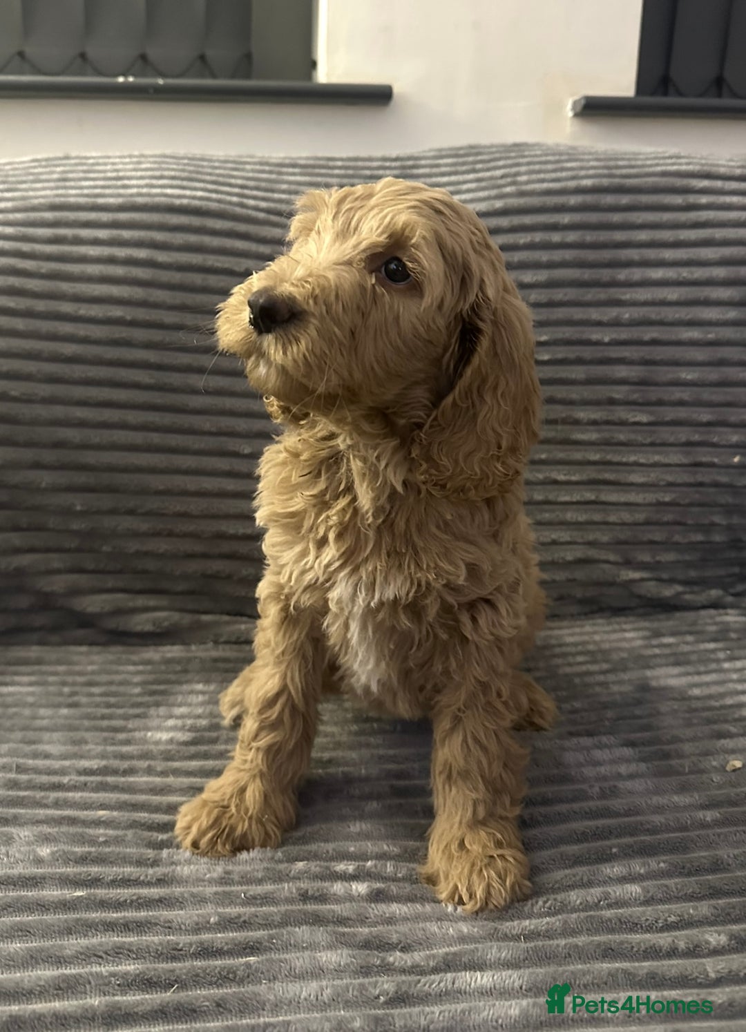 Goldendoodle dogs for sale: Adorable golden doodles - Image 15