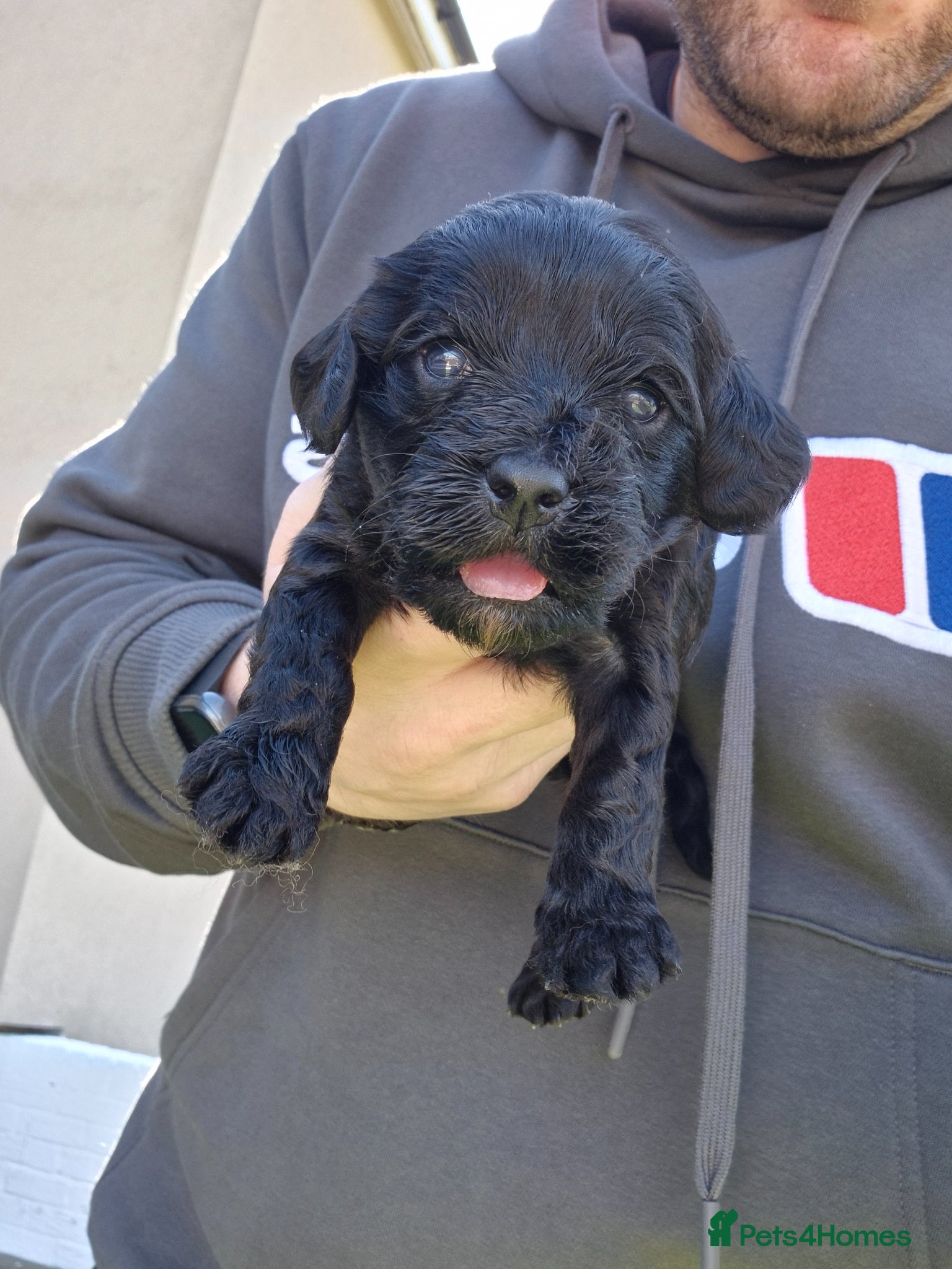 Cockapoo dogs F1 cockapoos [health tested ) - Advert 4