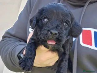 Cockapoo dogs F1 cockapoos [health tested ) - Advert 4