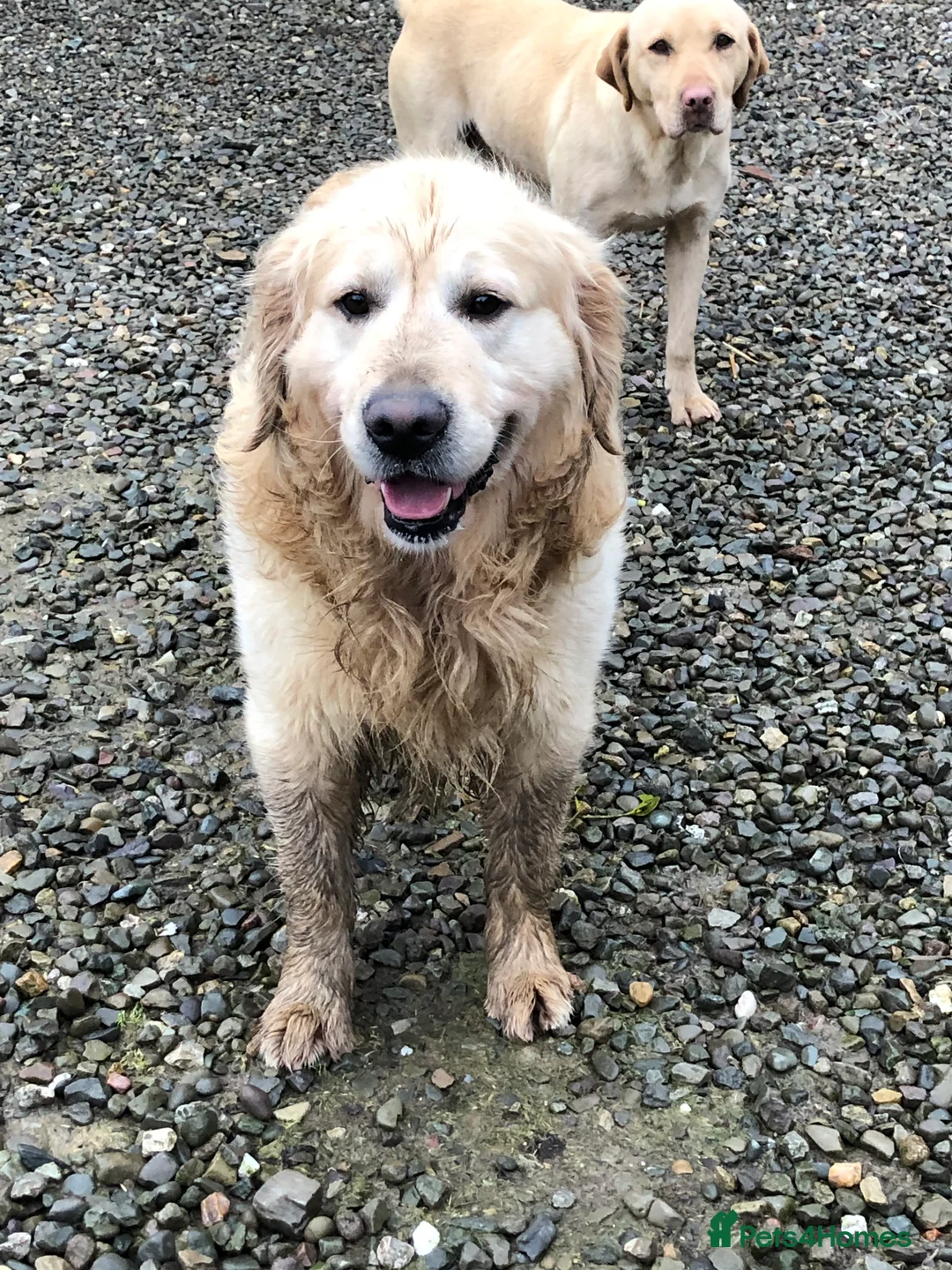 Golden Retriever dogs for stud: Show type golden retriever stud  - Advert 4