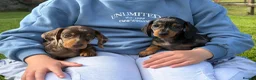 Miniature Dachshund dogs for sale: Gorgeous KC registered Miniature Dachshunds   - Advert 13