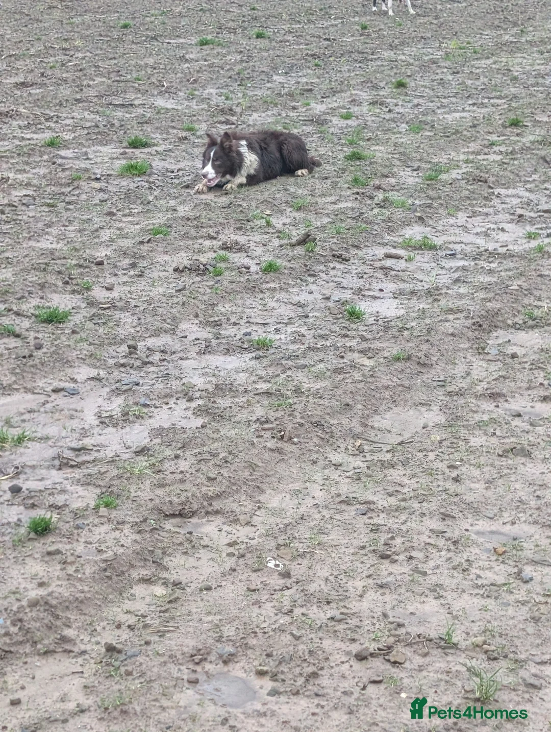 Border Collie dogs for sale: Sophie isds reg , red Tri bitch  - Advert 6