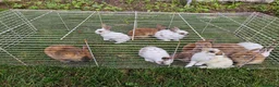 Mixed Breed rabbits for sale: bunnies in Plymouth - Advert 3