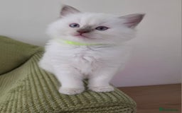 Ragdoll cats for sale: 3 Bluepoint Ragdoll kittens born 6th September! 🐈 - Image 8