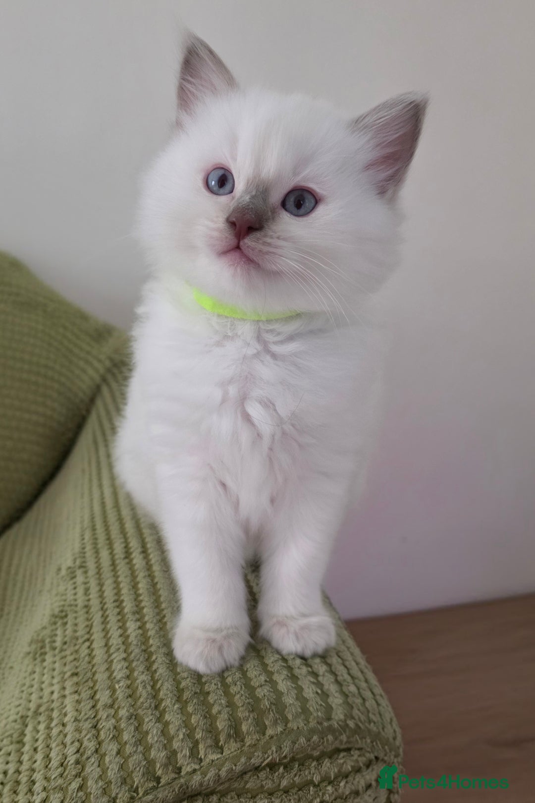 Ragdoll cats for sale: 3 Bluepoint Ragdoll kittens born 6th September! 🐈 - Image 8