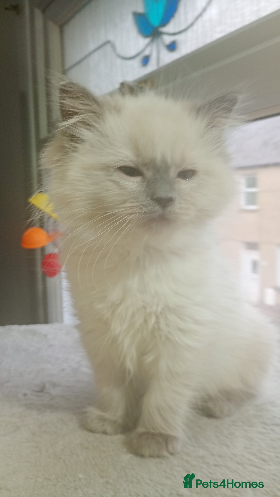Ragdoll cats for sale: Beautiful full ragdoll kittens £695 - Advert 11