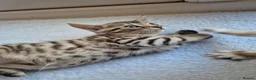 Bengal cats for sale: Bengal Tabby - Advert 7
