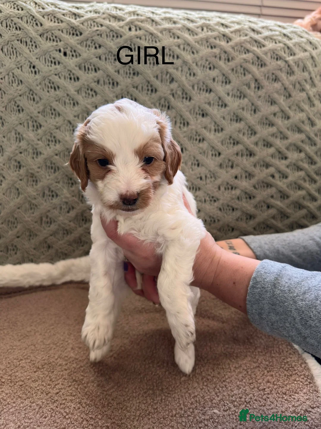 Cockapoo dogs for sale: Beautiful F2 Cockapoo Puppies - Advert 12