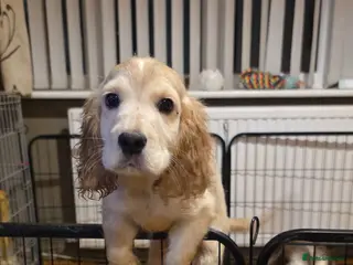 Cocker Spaniel dogs Cocker spaniel puooys - Advert 4