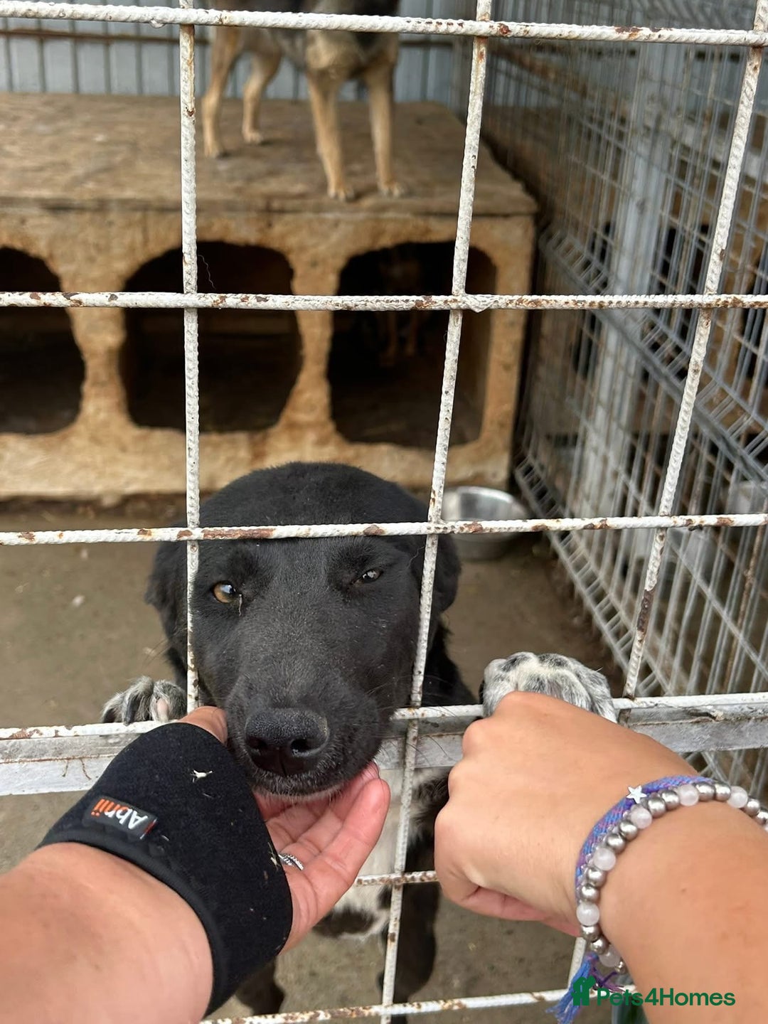 Mixed Breed dogs for adoption: Bethany -Norwich Norfolk  - Image 13