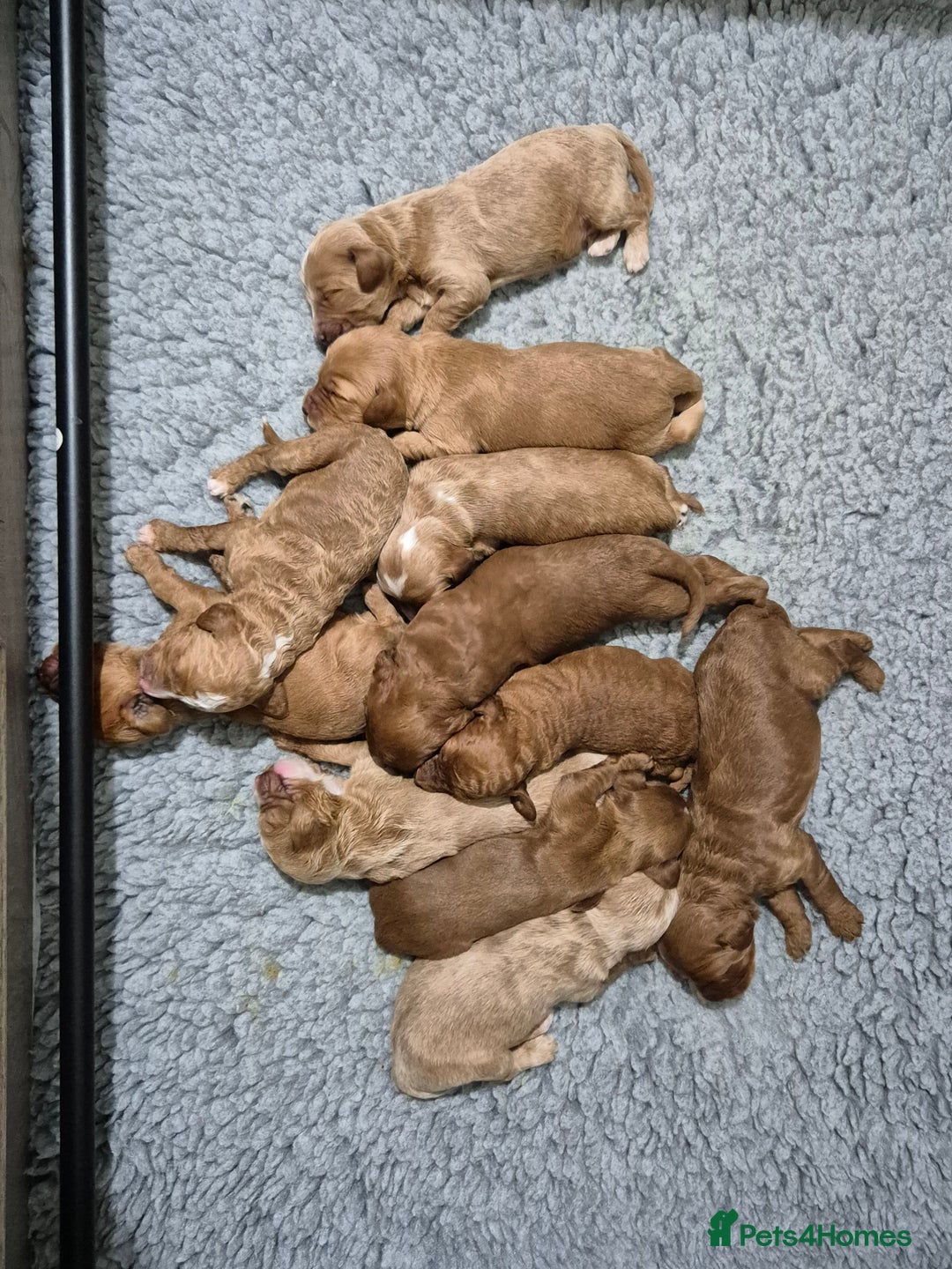 Australian Labradoodle dogs for sale: 1 boy and 1 girl left - Advert 27