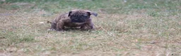 Presa Canario dogs for sale: World class presa canarios  - Advert 10