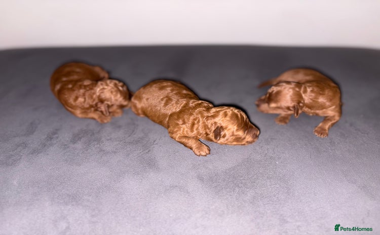 Cockapoo dogs - Advert 2