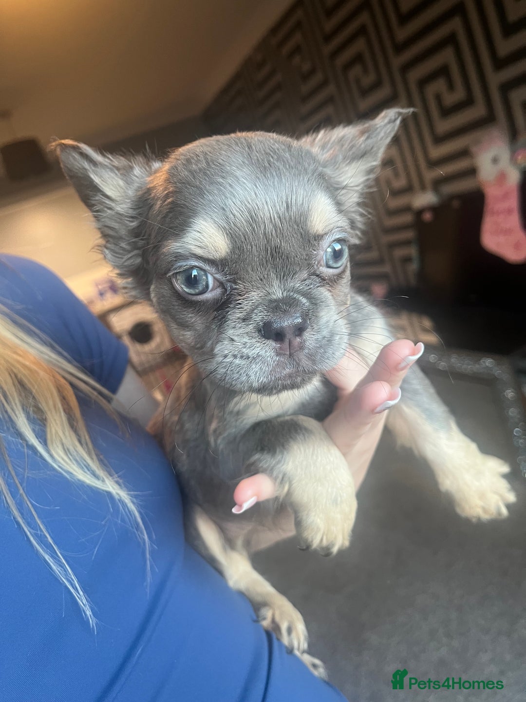 French Bulldog dogs for sale: Fluffy Frenchbulldogs  - Advert 4