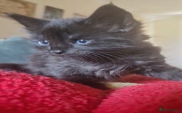 Siberian cats for sale: 2 beautiful black Siberian cross kittens - Image 3