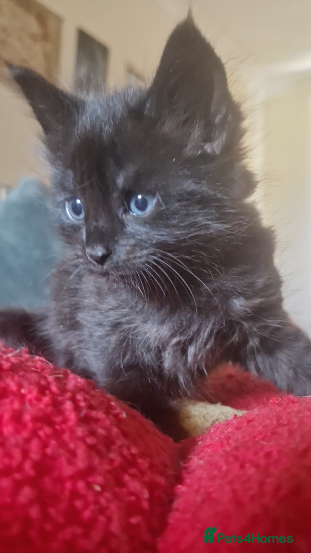 Siberian cats for sale: 2 beautiful black Siberian cross kittens - Image 3