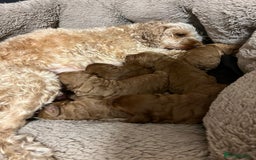 Cockapoo dogs for sale: 6 cockapoo F1 puppies seeking their forever homes - Advert 3