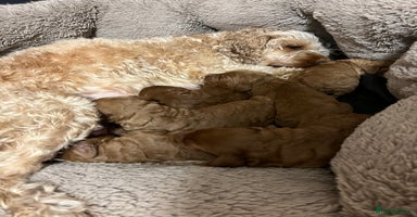 Cockapoo dogs 6 cockapoo F1 puppies seeking their forever homes - Advert 1