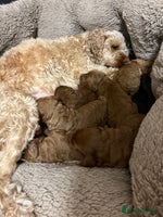 Cockapoo dogs 6 cockapoo F1 puppies seeking their forever homes - Advert 1