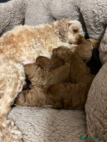 Cockapoo dogs 6 cockapoo F1 puppies seeking their forever homes - Advert 1