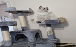 Ragdoll cats for sale: Last Girl Blue point - Ready Now   - Image 7