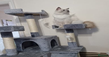 Ragdoll cats - Advert 2