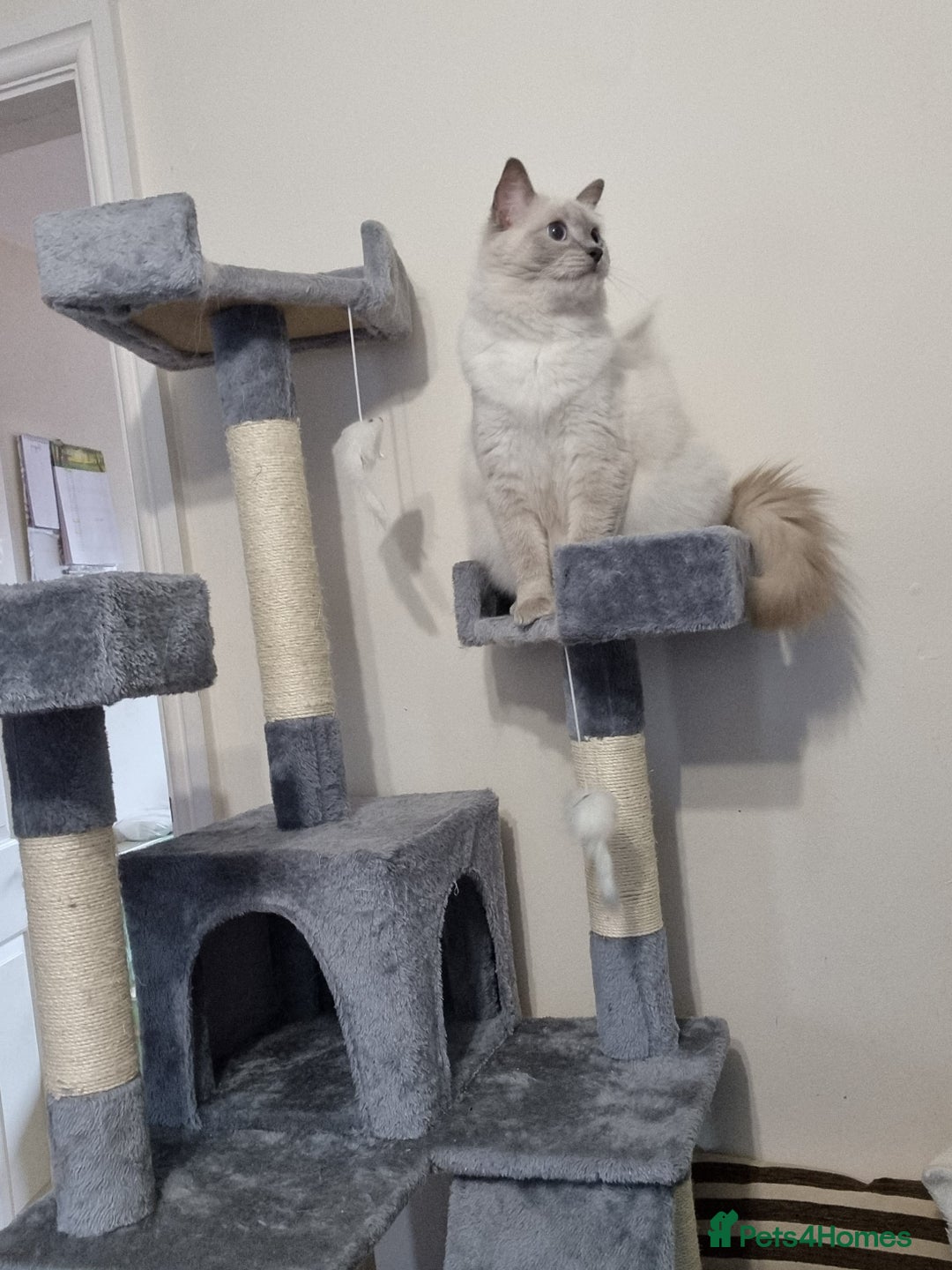Ragdoll cats for sale: Last Girl Blue point - Ready Now   - Image 7
