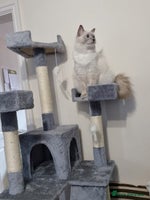 Ragdoll cats - Advert 2