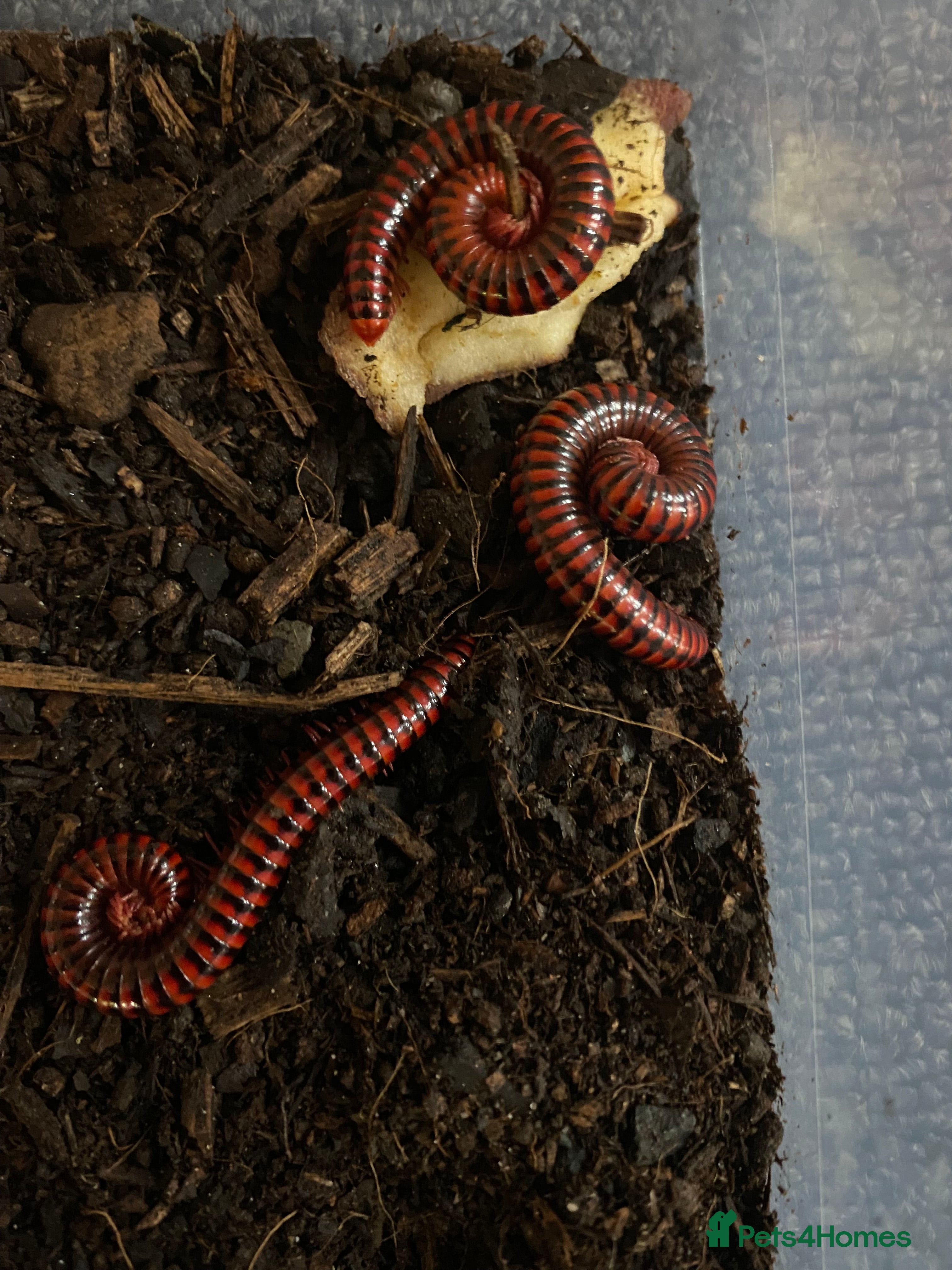 Mixed Breed invertebrates Tarantulas, Scorpions, Mantises, Isopods  - Advert 10