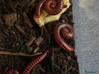 Mixed Breed invertebrates Tarantulas, Scorpions, Mantises, Isopods - Advert 10